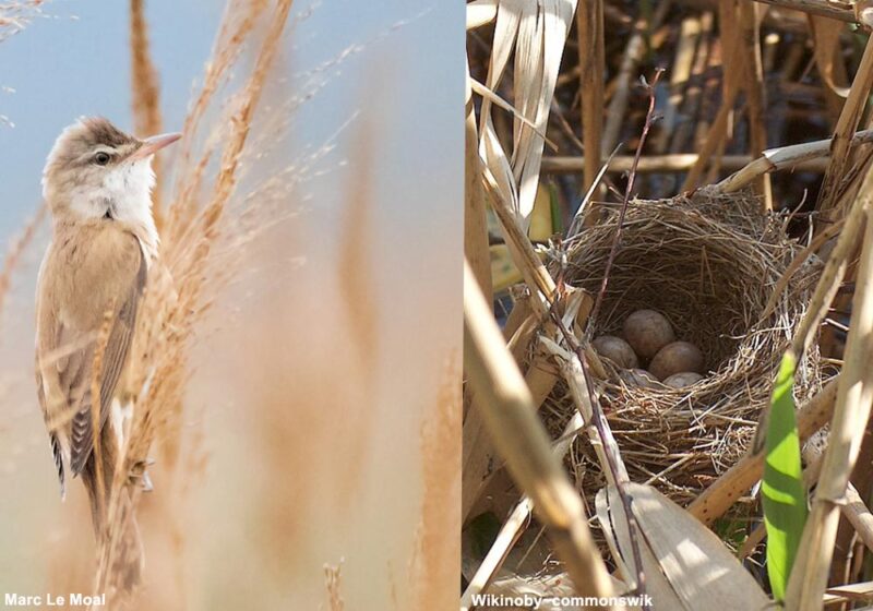 Un rare cas d’empilement de nids de Rousserolles turdoïdes en Serbie