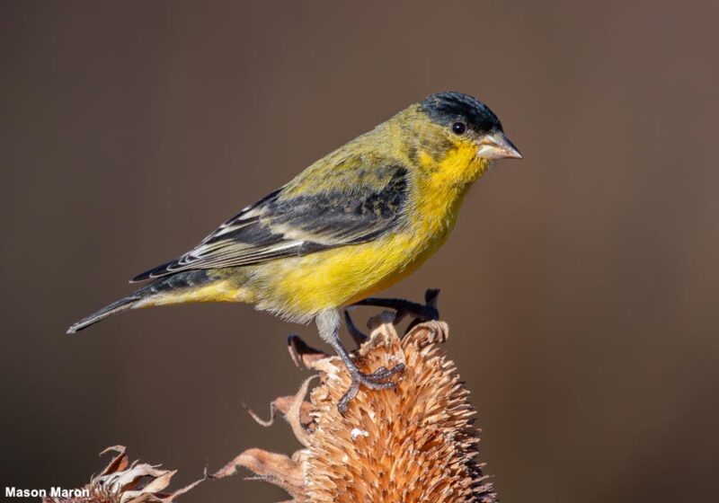 L’expansion spectaculaire vers le Nord du Chardonneret mineur depuis une dizaine d’années