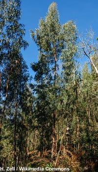 Plantation d'Eucalyptus communs (Eucalyptus globulus) dans la péninsule ibérique