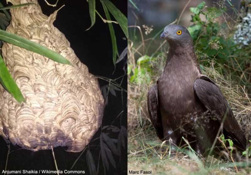 Favoriser la nidification de la Bondrée apivore dans les plantations ibériques d’eucalyptus pour lutter contre le Frelon asiatique