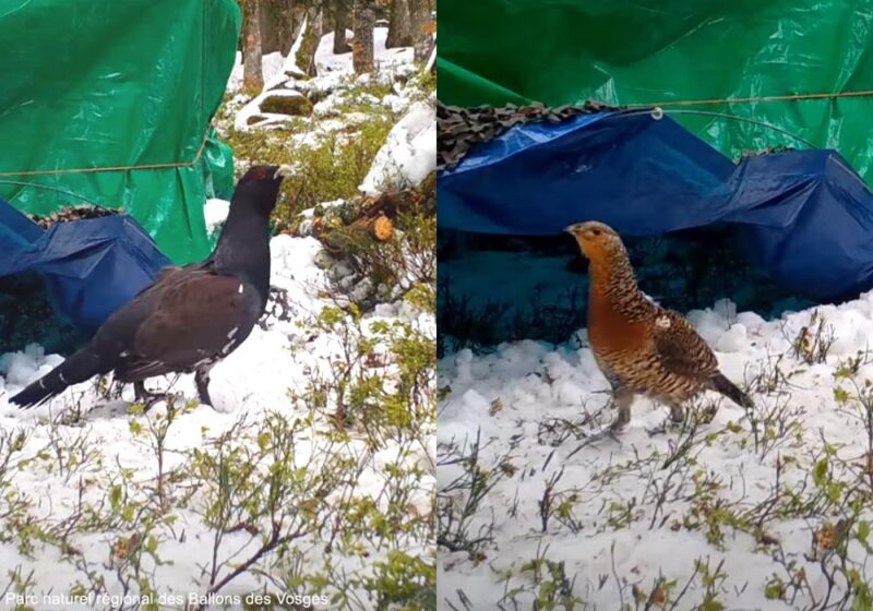 Nouveaux lâchers de Grands Tétras dans les Vosges au printemps 2025 et tentatives de nidification