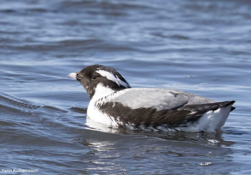 Observation remarquable d’un Guillemot à cou blanc en Islande en juin 2025