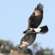 L’Aigle de Verreaux pourrait-il nicher dans le sud de l’Algérie ?