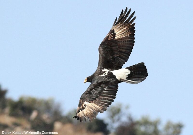 L’Aigle de Verreaux pourrait-il nicher dans le sud de l’Algérie ?