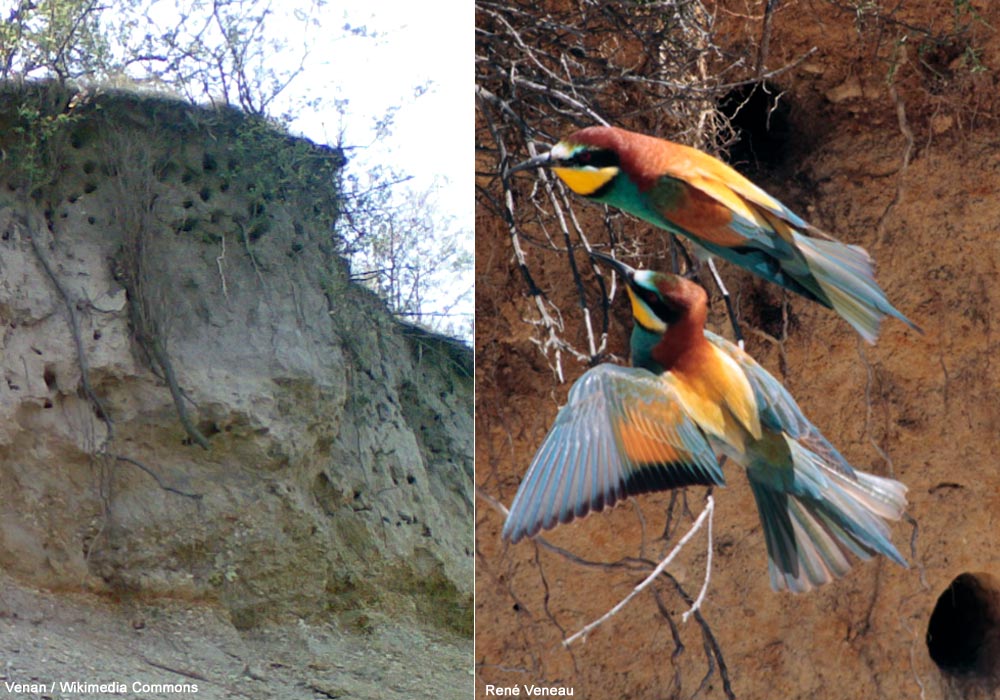 Guêpiers d'Europe (Merops apiaster) en France et nids creusés dans une falaise en Hongrie