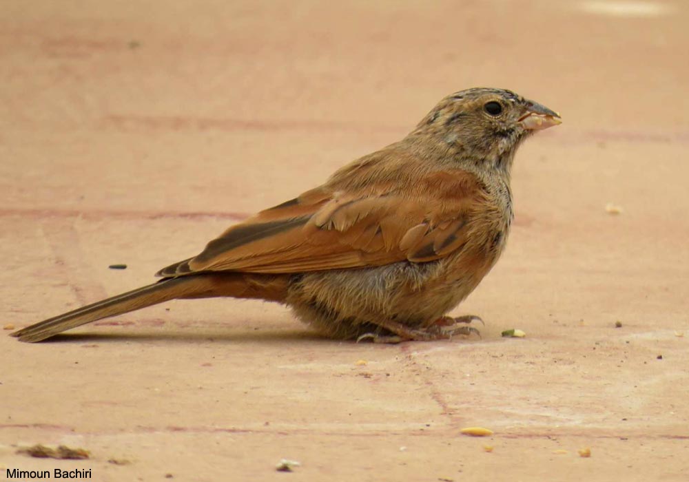 Bruant du Sahara (Emberiza sahari)
