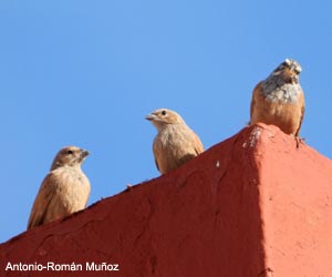 Bruants du Sahara (Emberiza sahari)