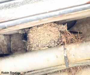 Jeune Martinet noir (Apus apus) dans un nid d'Hirondelles de fenêtre (Delichon urbicum)
