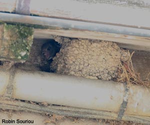 Jeune Martinet noir (Apus apus) dans un nid d'Hirondelles de fenêtre (Delichon urbicum)