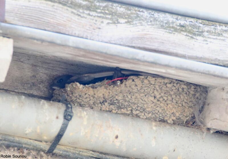 Deux rares cas de Martinets noirs nichant dans des nids d’Hirondelles de fenêtre en Mayenne en juin 2025