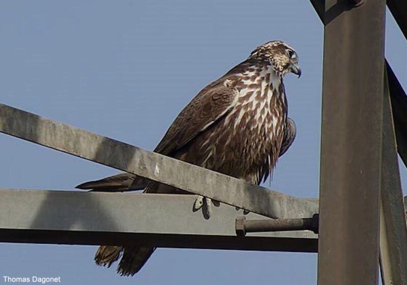 Forte progression du nombre de couples de Faucons sacres dans l’ouest de la Roumanie depuis 2014