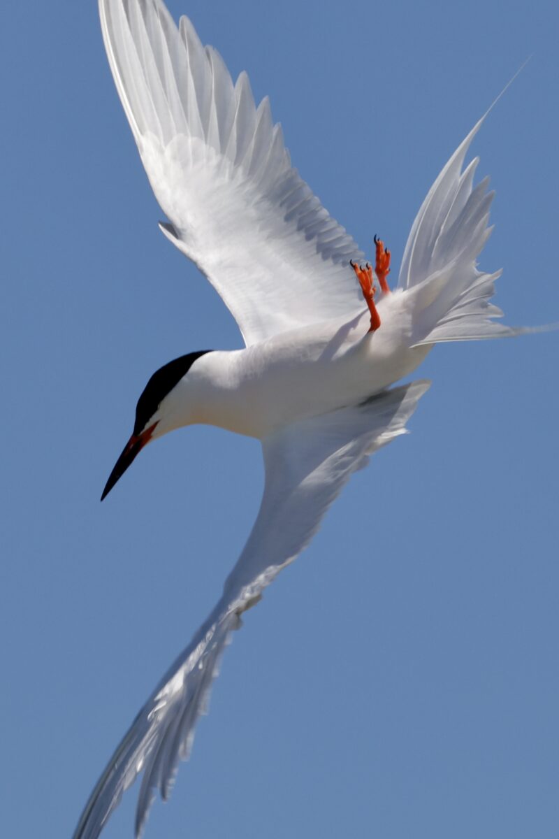 Sterne de Dougall en Bretagne