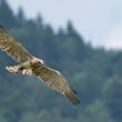 Circaète en chasse