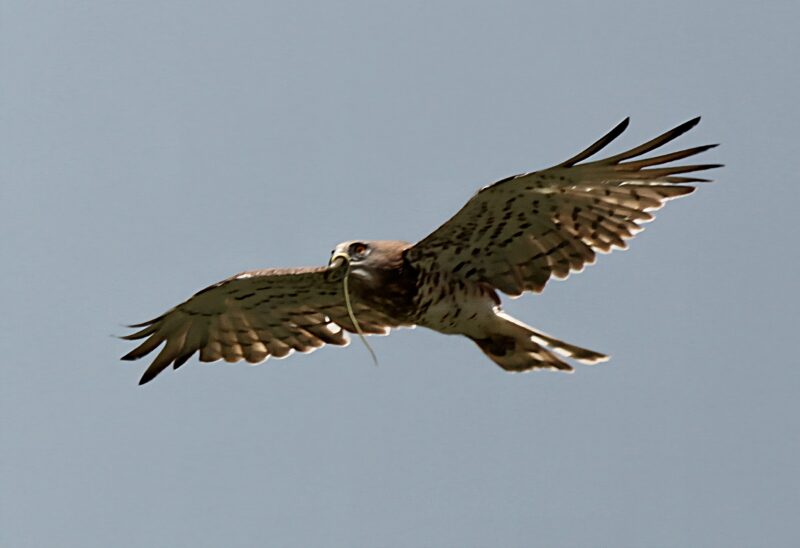 Circaète et sa couleuvre
