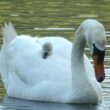 Cygne tuberculé transportant un poussin