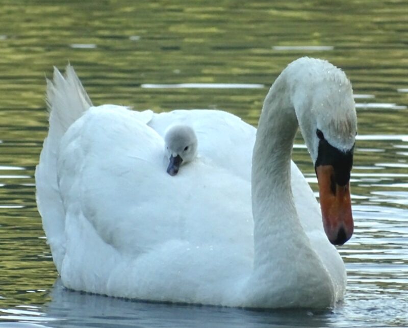 Cygne tuberculé transportant un poussin