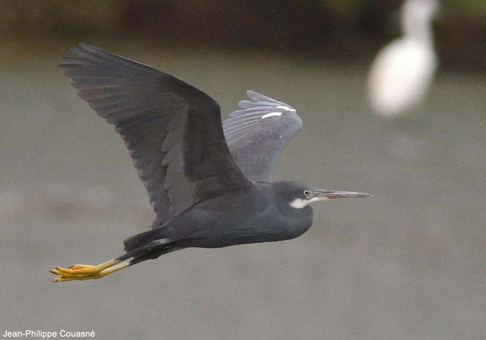 Aigrette des récifs ou à gorge blanche (Egretta gularis) de forme sombre