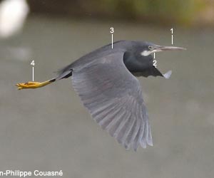 Aigrette des récifs (Egretta gularis) de forme sombre