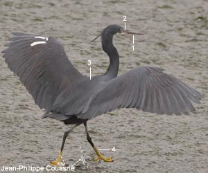 Aigrette des récifs ou à gorge blanche (Egretta gularis) de forme sombre