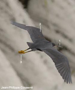 Aigrette des récifs (Egretta gularis) de forme sombre