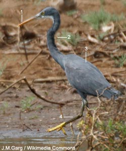 Aigrette des récifs ou à gorge blanche (Egretta gularis) de forme sombre, de la sous-espèce E. g. schistacea