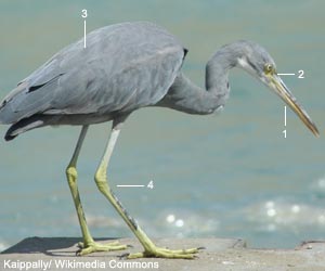 Aigrette des récifs ou à gorge blanche (Egretta gularis) de forme sombre de la sous-espèce E. g. schistacea 