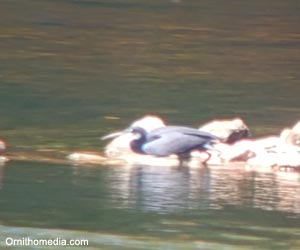 Aigrette des récifs (Egretta gularis) de forme sombre