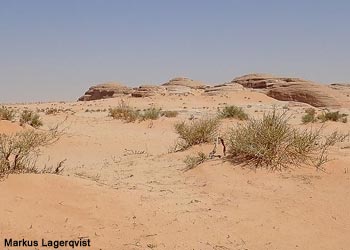 Habitat de l'Alouette d'Arabie (Eremalauda eremodites) au nord d'Al-'Ula (Arabie saoudite)