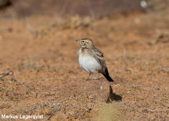 Alouette de Peters (Calandrella eremica)
