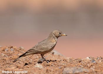 Ammomane isabelline (Ammomanes deserti isabellina)