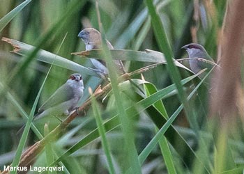 Astrilds barbe-rousse (Estrilda rufibarba) et Capucin bec-d'argent (Euodice cantans)