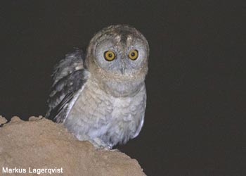 Chouette d'Hadoram (Strix hadorami)
