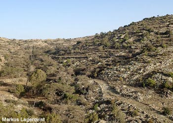 Vue du wadi Danah (Arabie saoudite)