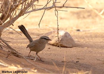 Dromoïque vif-argent (Scotocerca inquieta)