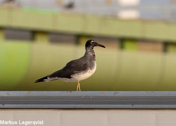 Goéland à iris blanc (Ichthyaetus leucophthalmus)