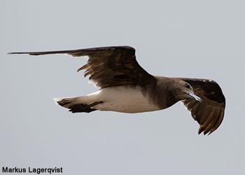 Goéland d'Hemprich (Ichthyaetus hemprichii)