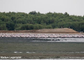 Vue des mangroves de la station d'épuration des eaux usées de Jazan (Arabie saoudite)