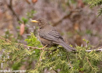 Merle du Yémen (Turdus menachensis)