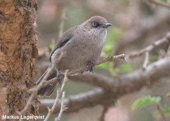 Fauvette du Yémen (Curruca buryi)
