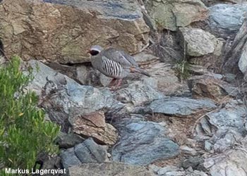 Perdrix de Philby (Alectoris philbyi)