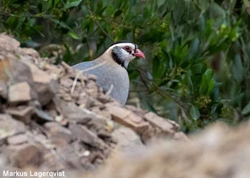 Perdrix à tête noire (Alectoris melanocephala)