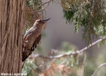 Pic d'Arabie (Dendrocoptes dorae)