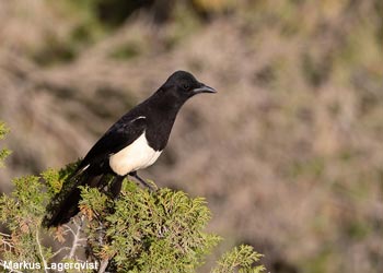 Pie d'Arabie (Pica asirensis)