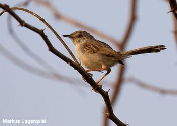 Prinia gracile (Prinia gracilis)