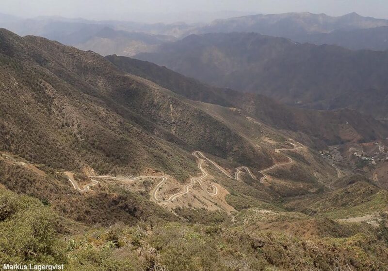 Séjour ornithologique en Arabie saoudite, un pays dont l’avifaune est soumise aux influences africaine et eurasiatique