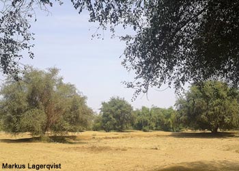 Forêt claire près de Sabya (Arabie saoudite)