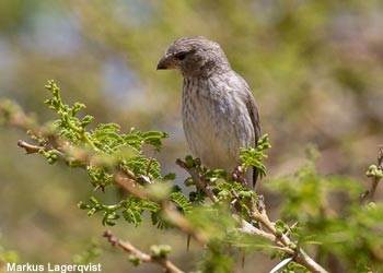 Serin d'Arabie (Crithagra rothschildi)