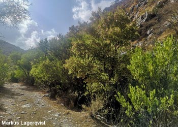 Sentier le long du ruisseau d'Al Soudah (Arabie saoudite)