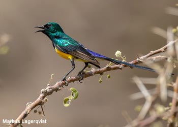 Souimanga du Nil (Hedydipna metalica)