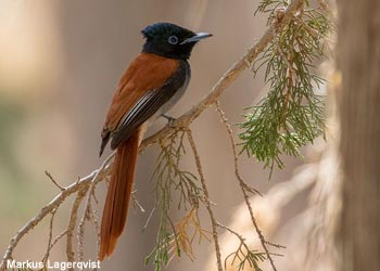 Tchitrec d’Afrique (Terpsiphone viridis harterti) mâle